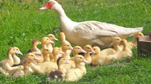 ducklings-chicks-mama-duck-160509